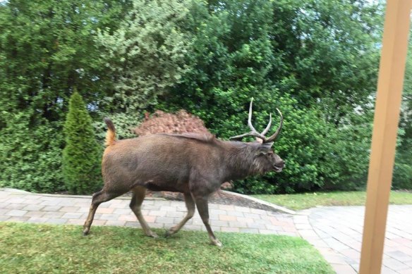 Deer roaming in Eltham.