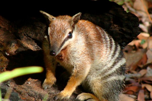 Industry groups are warning against weakening environment protections for wildlife. Endangered numbats are under threat from feral animals and habitat loss.