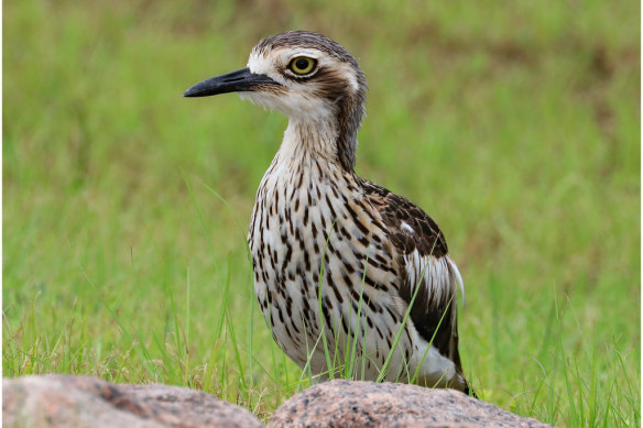 Could Brisbane’s Olympic mascot be Billy the Bush-Stone Curlew?