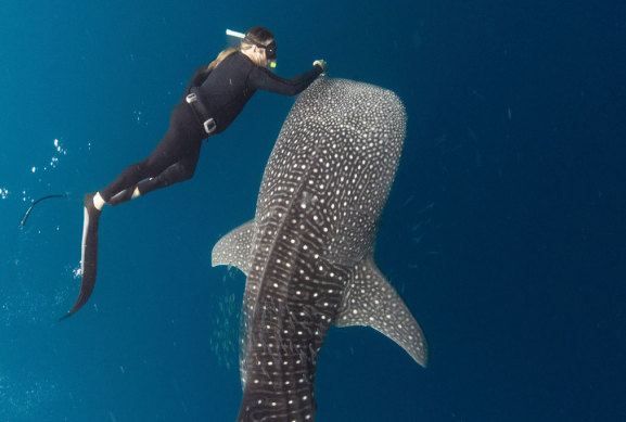 Tim Winton picks parasites off a whale shark’s mouth, under strict protocols, in Ningaloo Reef.