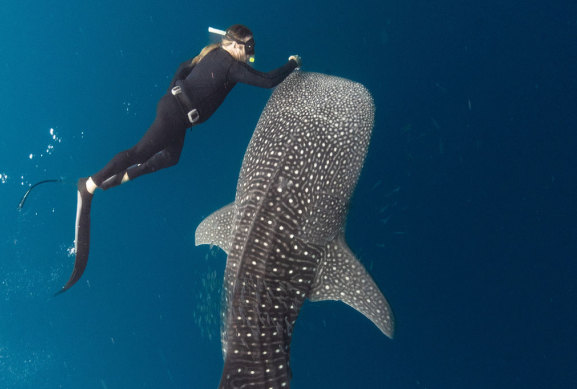 Tim Winton on coming face to face with a dugong in ABC documentary Ningaloo  Nyinggulu