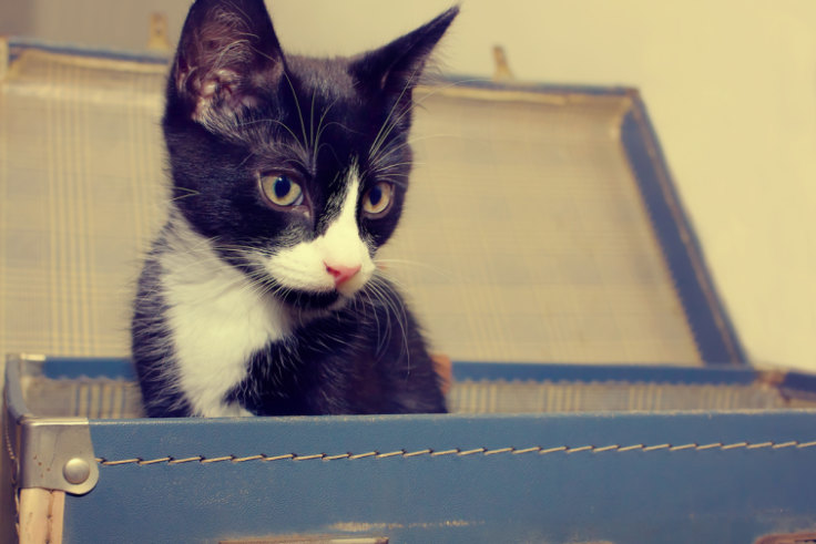 The Power Of Pets In Times Of Grief