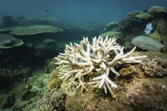 Bleaching was observed at Bundegi in the Exmouth Gulf in late March.