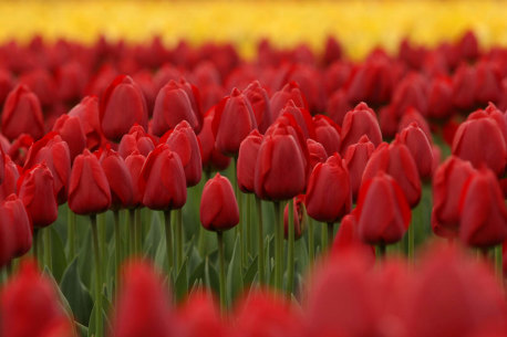 Tulips are a popular alternative to red roses at Valentine’s Day.