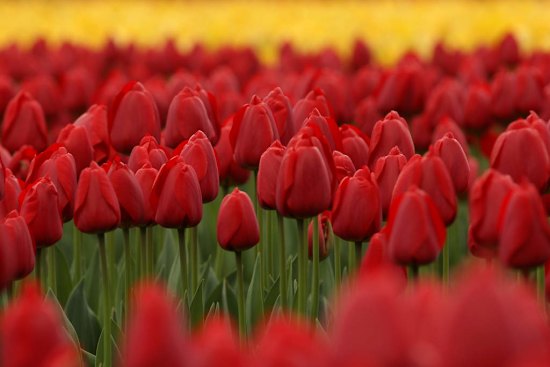 Tulips are a popular alternative to red roses at Valentine’s Day.