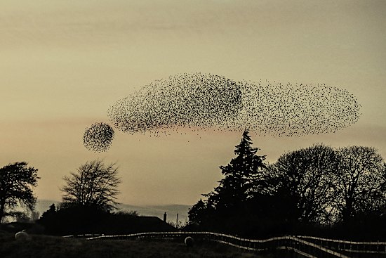 Starlings at Gretna Green in 2016.