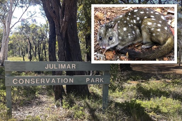 Mining interests border and transect the Julimar State Forest an hour’s drive from Perth. The forest is one of the strongest refuge’s for the threatened species chuditch, a type of quoll.