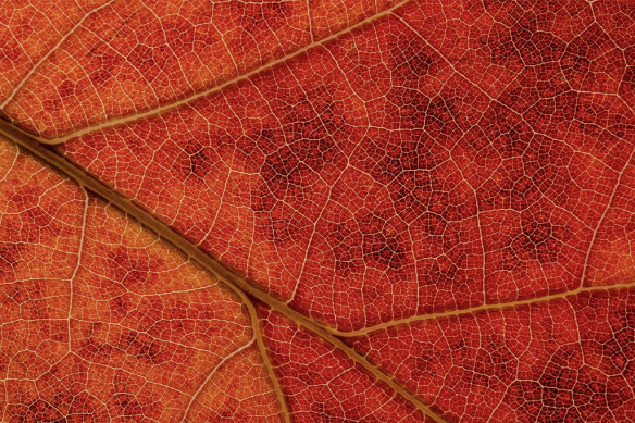 Trees have biological clocks too. Here’s how their leaves change colour