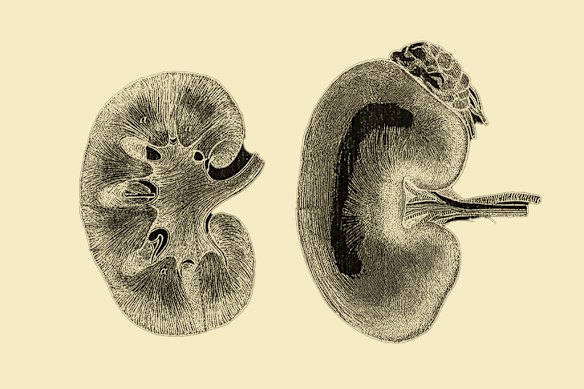 Kidneys are the most in-demand organs for transplants.