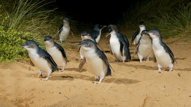 Bird flu kills Phillip Island penguin as death toll mounts in Victoria
