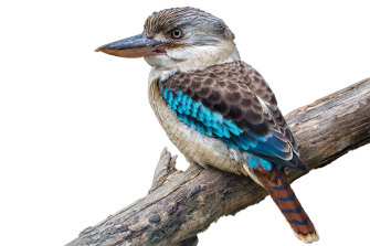 A blue-winged kookaburra. Sometimes in the nest they eat their brothers and sisters.