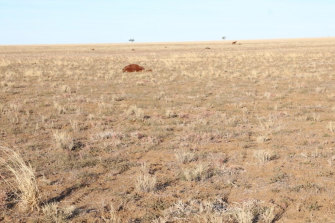 More than 35 horses have been killed at a property in Longreach.