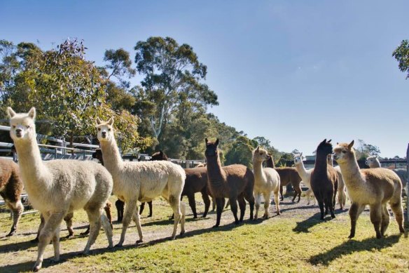 Brekkie among the alpacas at Iris Lodge.