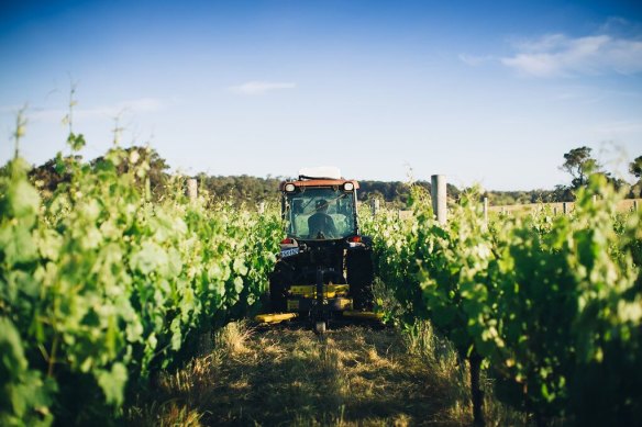 Woodlands, Margaret River, Western Australia, was established in 1973 and is still going strong.