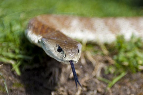 Tiger snakes are top predators and prone to accumulation of PFAS chemicals,