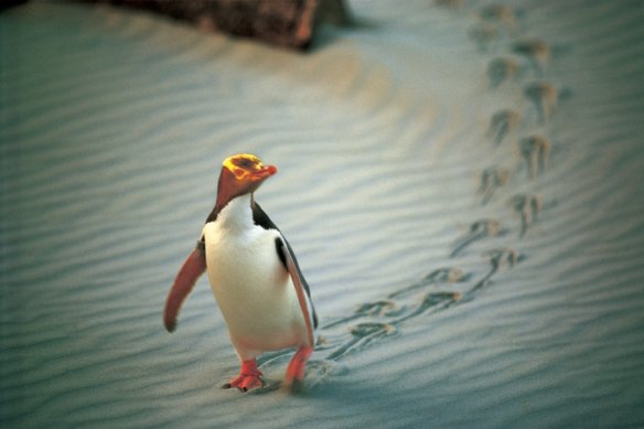 The hoiho, or yellow-eyed penguin, is on the brink of extinction.