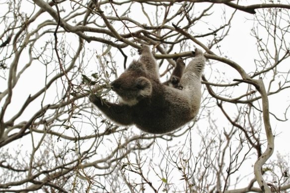 A Koala in Cape Otway in a stripped Manna Gum tree. Koalas were re-introduced to Cape Otway in the 1970s, sourced mainly from French Island. 