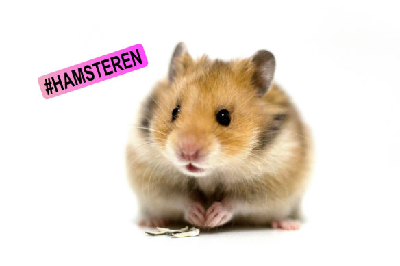 Hamsteren: Dutch-derived slang for hoarding.  
