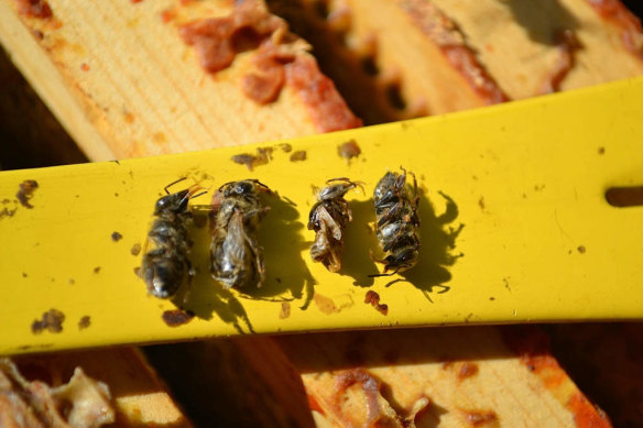 Deformed bees caused by Varroa parasitism