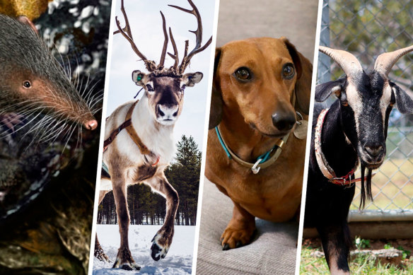 Traces of shrew, reindeer, goat and dog have been found in herbal supplements.