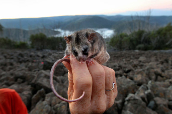 Mountain Pygmy Possum, one of Australia’s most threatened species, near Cabramurra in Kosciuszko National Park.