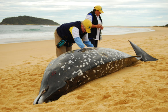 ORRCA volunteers, Vicky O’Cass and Jenny Ratjens, recorded details of what is believed to be a rare type of beaked whale, Mesoplodon bowdoini, that washed near Ulladulla on the NSW South Coast in 2009.