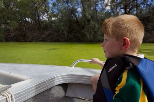 Noah Hindmarsh looks at a cyanobacterial bloom near Menindee on the Darling River earlier this month.