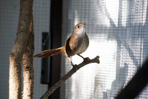 An eastern bristlebird.