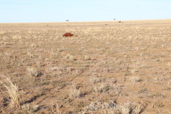 More than 35 horses have been killed at a property in Longreach.