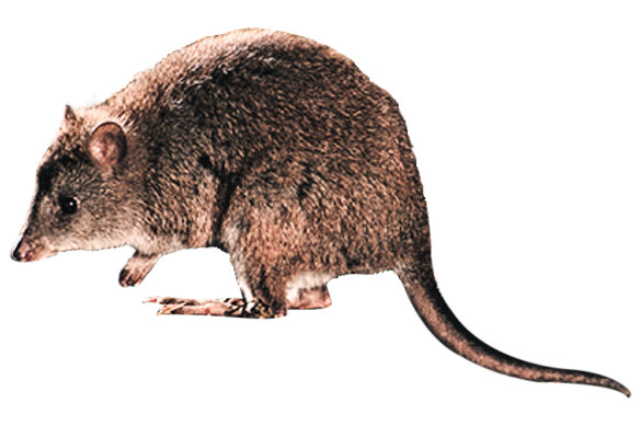 A long-footed potoroo.