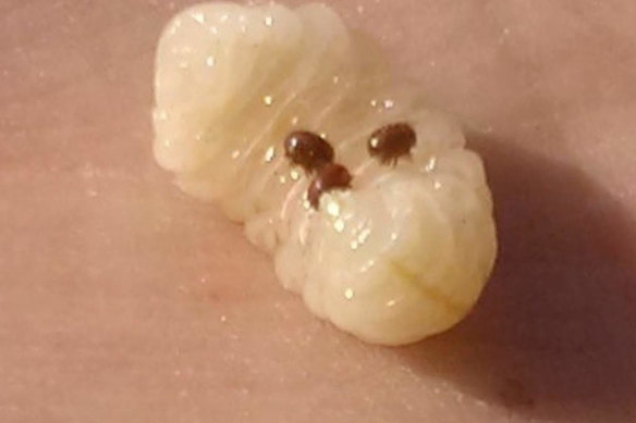 Varroa mites on a drone bee larvae.