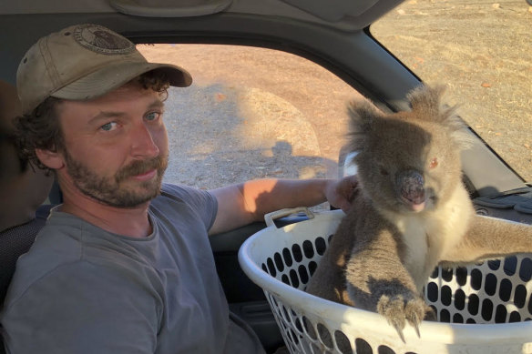 The arborist and wildlife rescuer with one of the Kangaroo Island koalas.