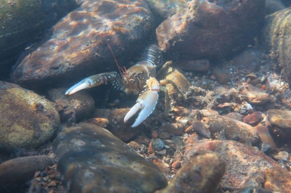 Murray crayfish are extremely sensitive to habitat loss. 