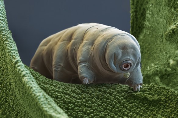 Colour-enhanced scanning electron micrograph of a tardigrade.