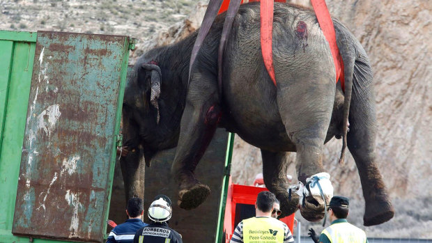 One of the surviving elephants is lifted up by a crane after a circus truck carrying them turned over a long a major motorway in Spain.