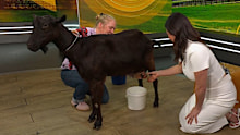 Danika Mason milking a goat on today