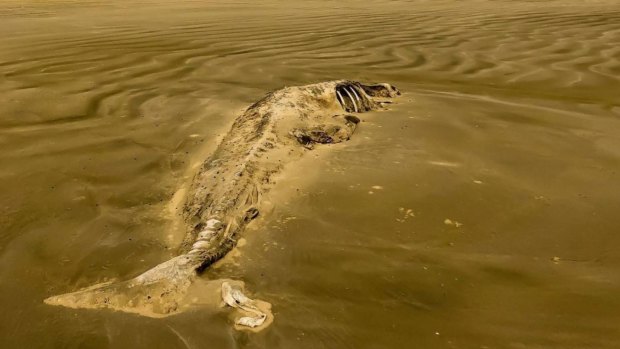 Aaron Cluka and his father-in-law spotted the remains of more than 70 whales.