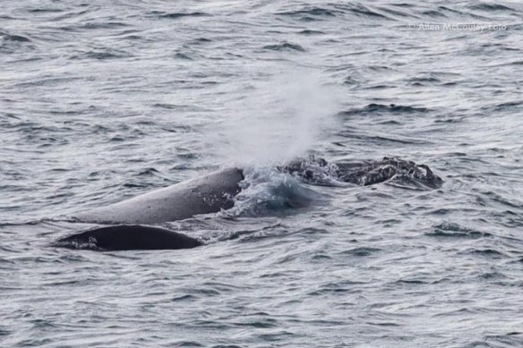  A mother southern right whale protects her calf (pictured at front left, dark spot) off the coast near Portland.
