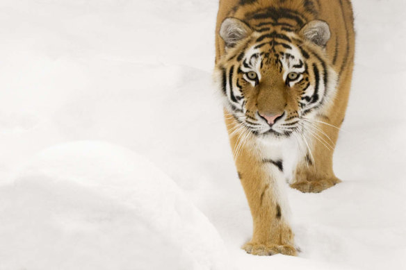 The Russian-American team hopes that it can join up with other tigers, including across the border in China.  