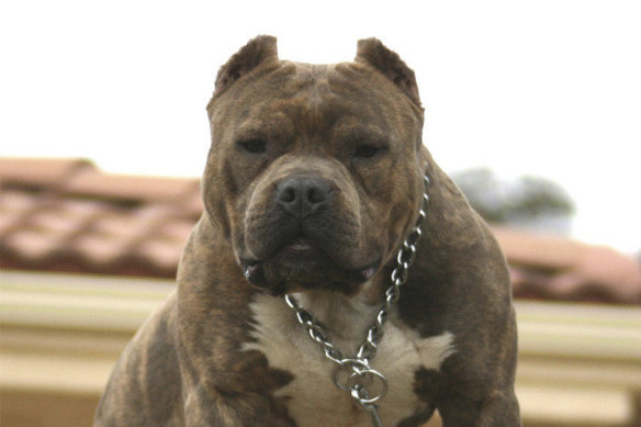American pit bull terriers are now banned in Queensland.