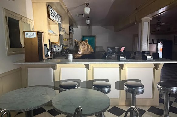 Fuzzy was taste-testing ice cream behind the counter of the shop before being startled by police and lumbering into the night.