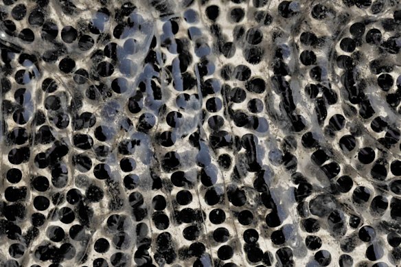 Los sapos de caña pueden poner hasta 35.000 huevos en un ciclo y pueden tener dos ciclos al año.