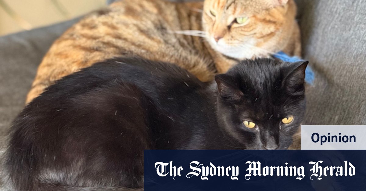 A Perth pet hospital nearly sent me broke. But the alternative was worse