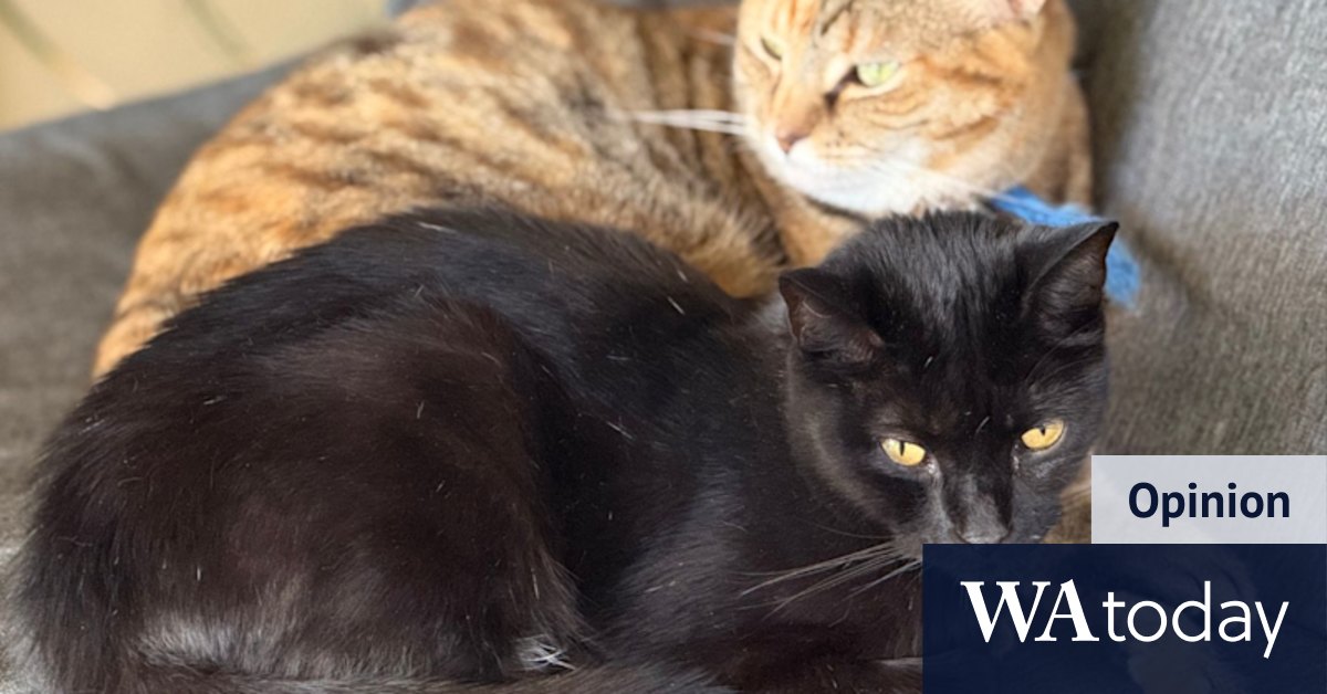 When does saving your pet’s life get too expensive?