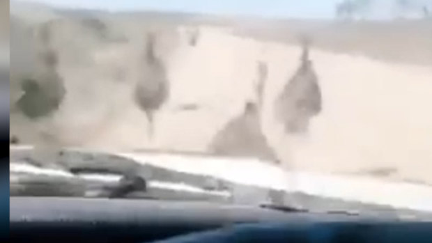 Up to 13 emus can be seen being mown down by the car as they run for their lives.