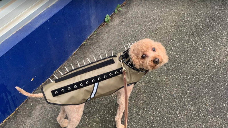 Dog on leash sales attacks dog off lead