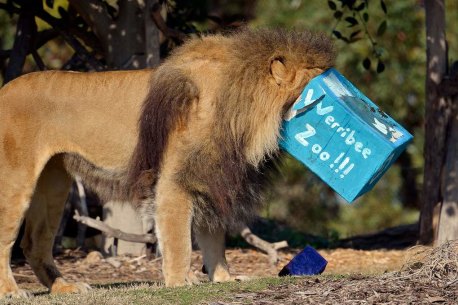Werribee Zoo celebrates it's 30th birthday. Johari the Male Lion.