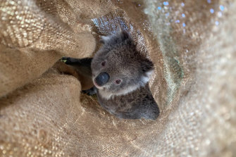 Koala experts have taken tiny skin samples from animals in Victoria’s far east to add to a genetic map of their species that scientists hope will help them understand how to better conserve the species. 