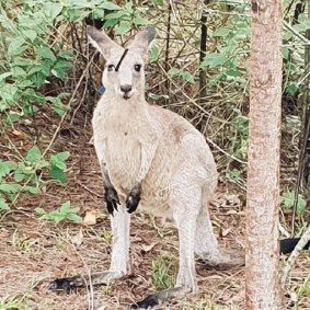 The kangaroo hopped off before it could be treated or euthanised.