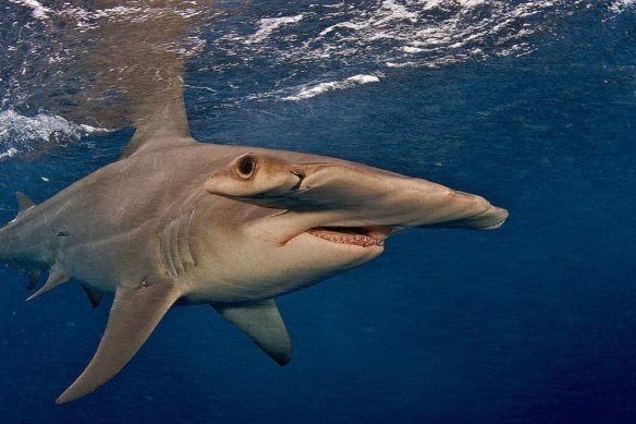 Possibly the hammerhead that got away ...